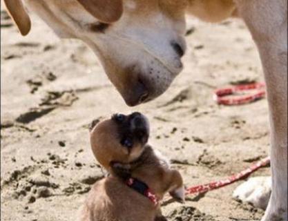 Dünya'nın En Küçük Köpeği Hangisidir?